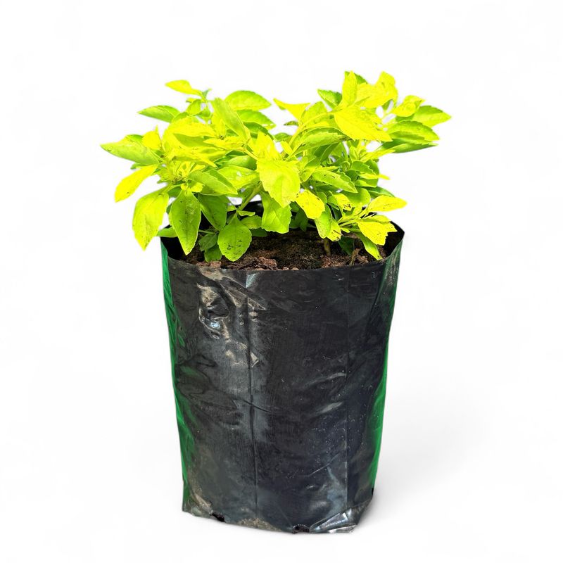 Duranta Erecta "Sheena's Gold" 4Liter (TWO PLANTS IN ONE 4LITER)
