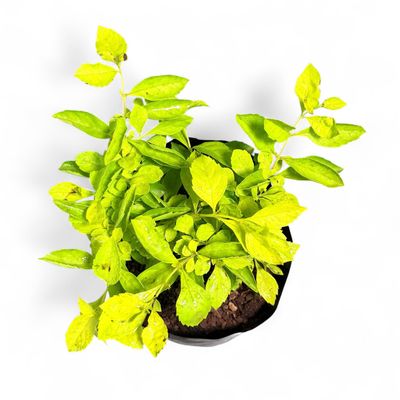 Duranta Erecta "Sheena's Gold" 4Liter (TWO PLANTS IN ONE 4LITER)