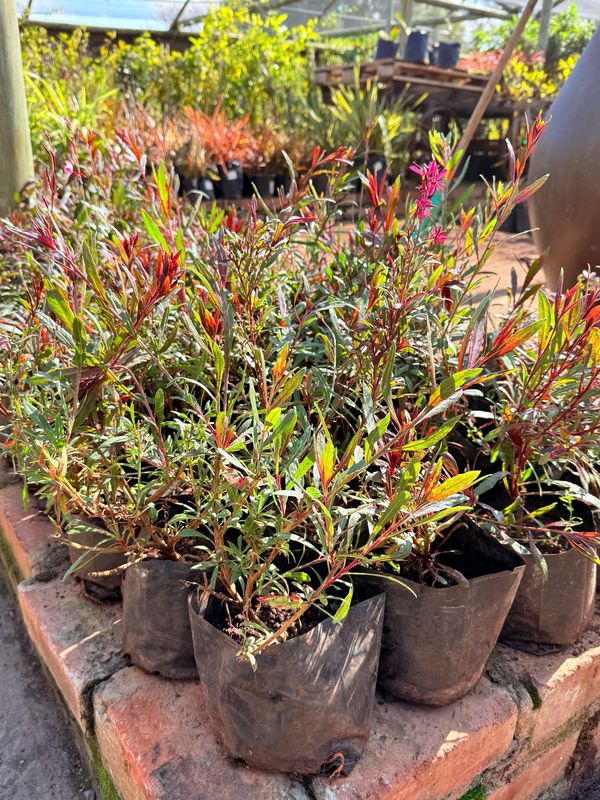 Gaura Lindheimeri  "Burgundy Gaura" Pink  2 Liter
