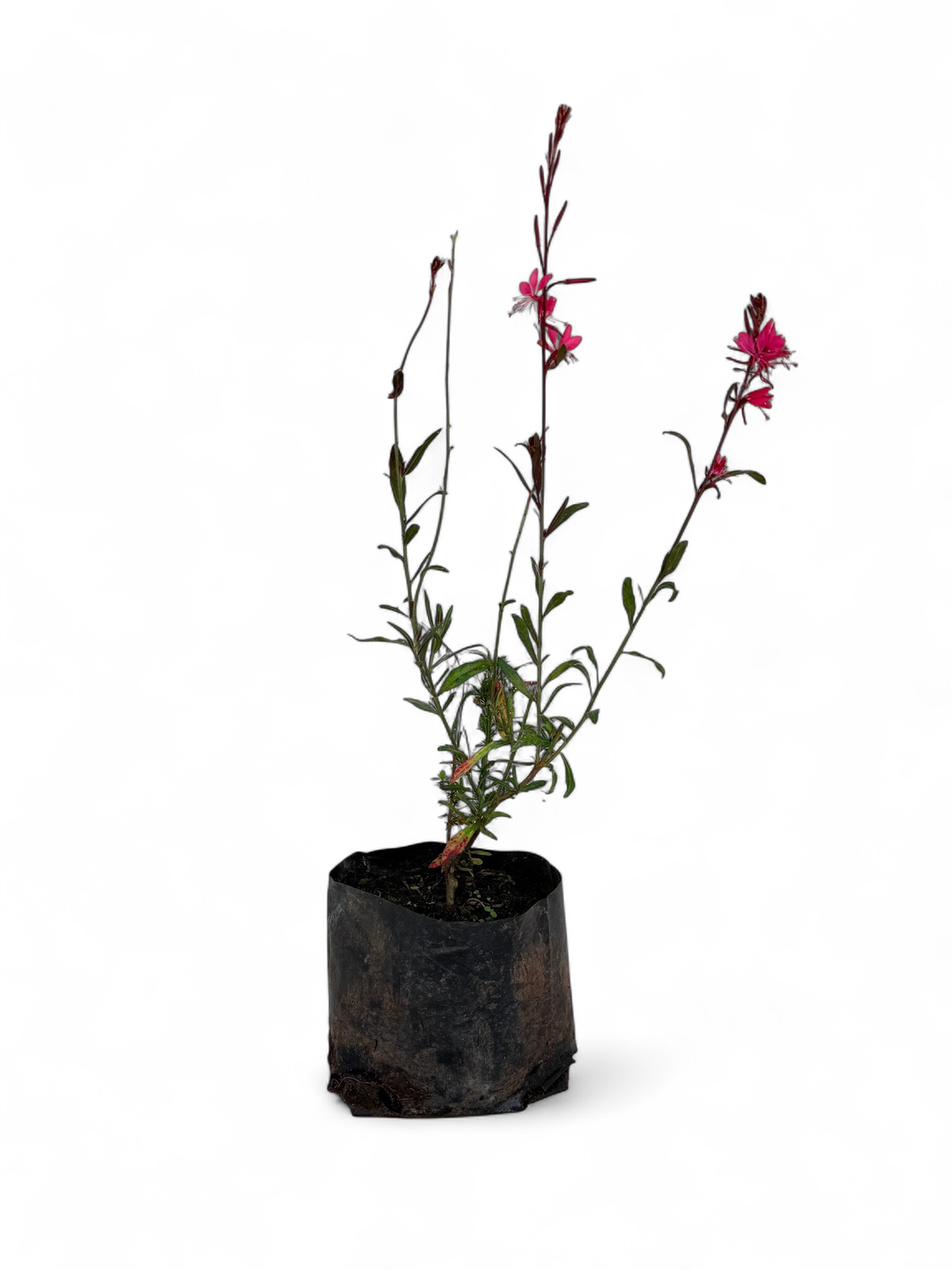 Gaura Lindheimeri  "Burgundy Gaura" Pink  2 Liter