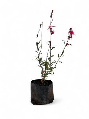 Gaura Lindheimeri  "Burgundy Gaura" Pink  2 Liter