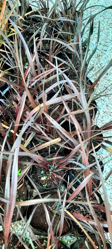 Phormium Tenax "Fire Chief" 15cmPot