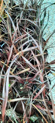 Phormium Tenax "Fire Chief" 15cmPot