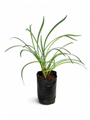 Tulbaghia Violacea "Society Garlic" 2Liter