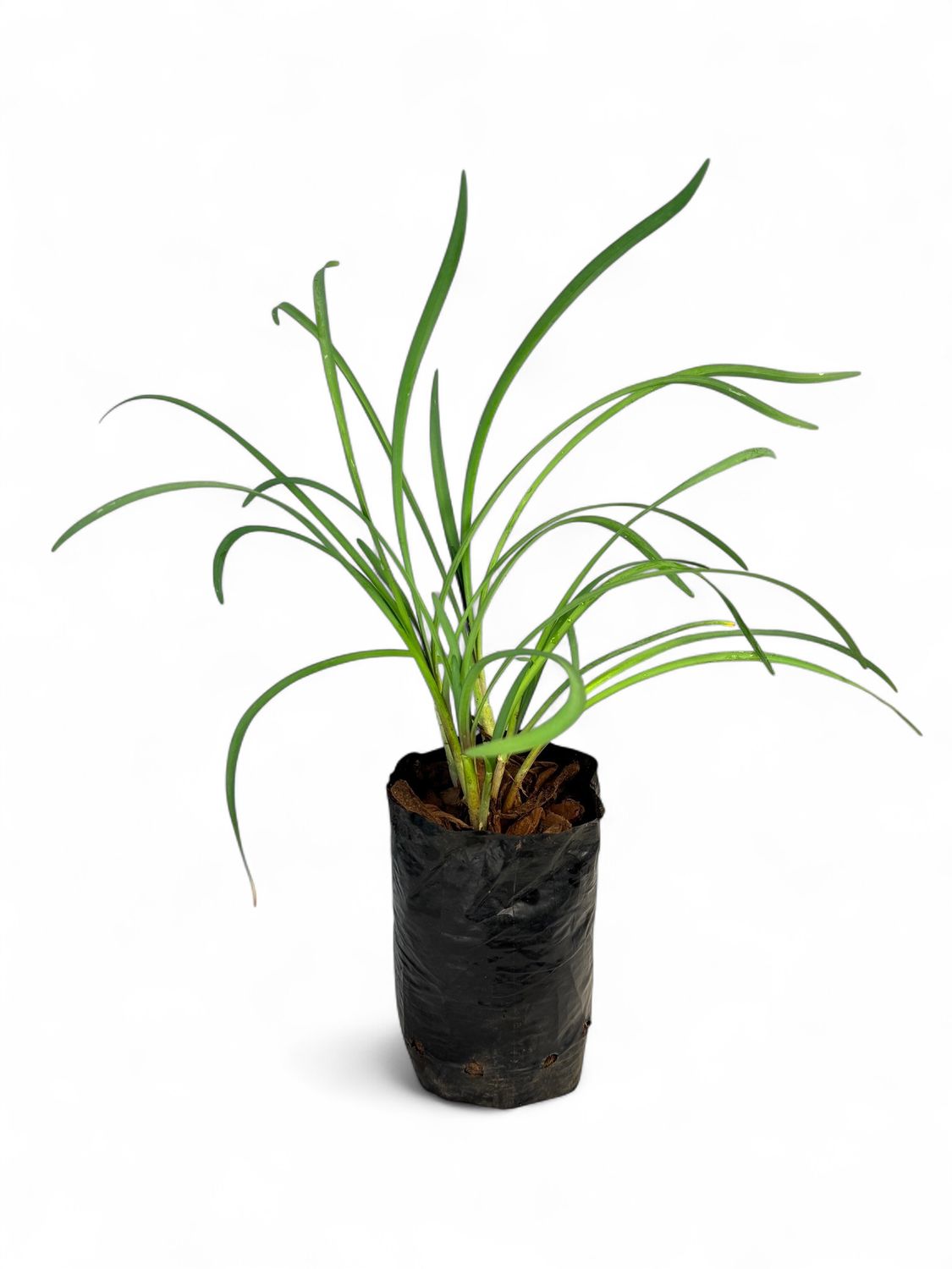 Tulbaghia Violacea "Society Garlic" 2Liter