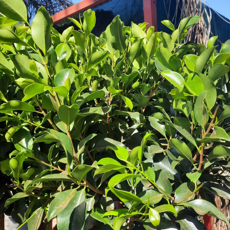 Ficus Microcarpa  "Nitida Fig" Standard 40Liter