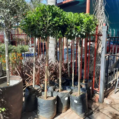 Ficus Microcarpa  "Nitida Fig" Standard 40Liter