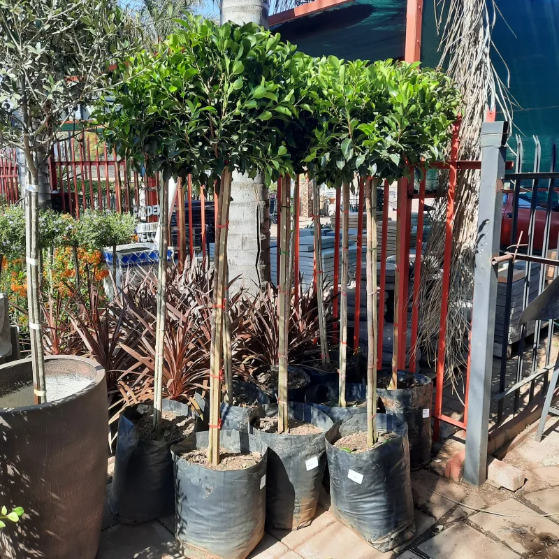 Ficus Microcarpa  "Nitida Fig" Standard 40Liter