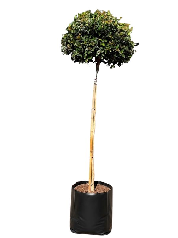 Syzigium Paniculatum "Australian Brush Cherry" Standard 40Liter Height:2000mm