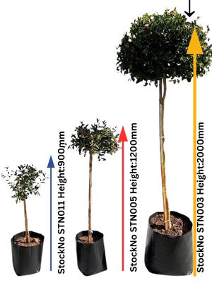 Syzigium Paniculatum "Australian Brush Cherry" Standard 40Liter Height:2000mm