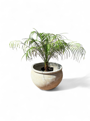 Phoenix Roebellini "Pygmy Date Palm" 10Liter