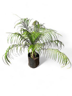 Phoenix Roebellini "Pygmy Date Palm" 10Liter