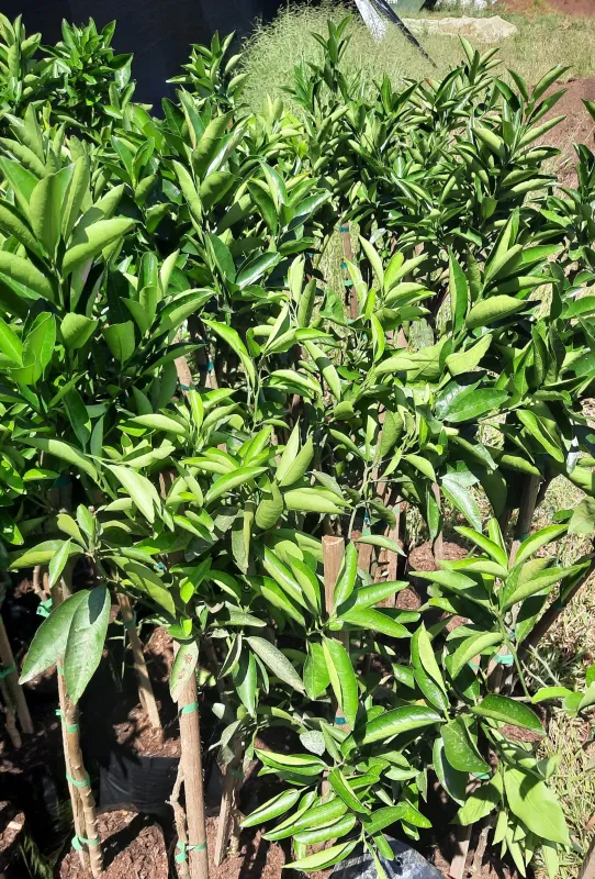 Citrus Reticulata "Naartjie" 5Liter