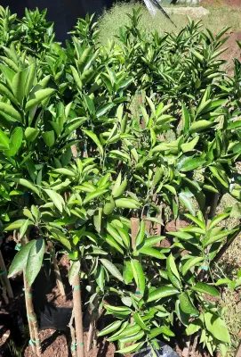 Citrus Reticulata "Naartjie" 5Liter