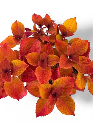 Coleus "Camp Fire"  17cm