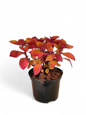 Coleus "Camp Fire"  17cm