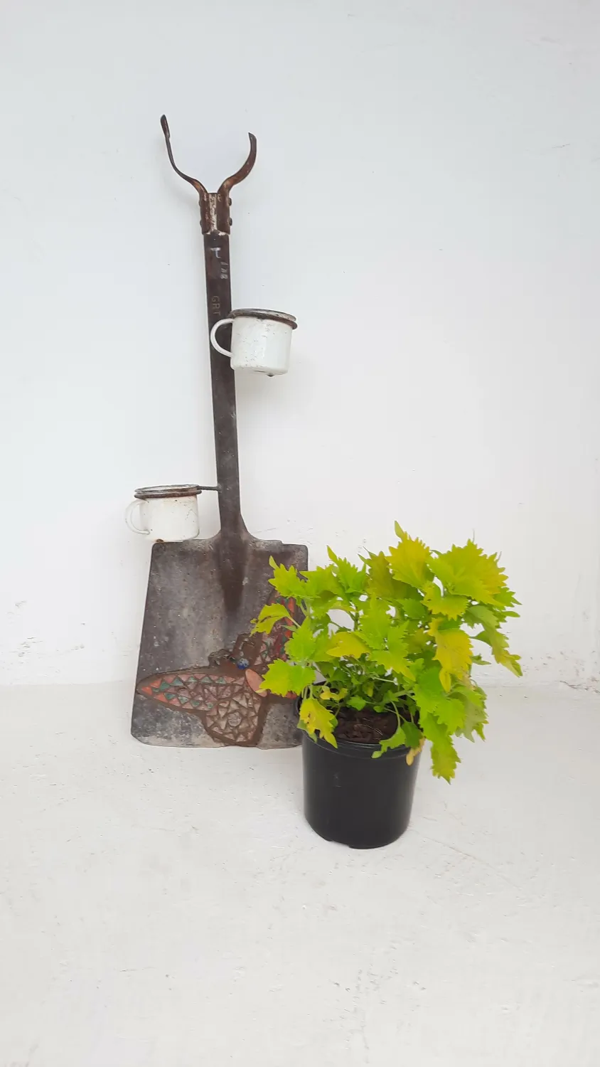 Coleus "Wasabi" (PP) " 17cm