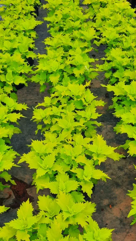 Coleus "Wasabi" (PP) " 17cm