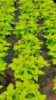 Coleus "Wasabi" (PP) " 17cm