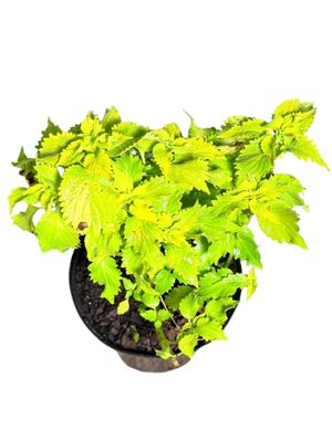 Plectranthus Scutellarioides "Coleus Wasabi" 17cmPot