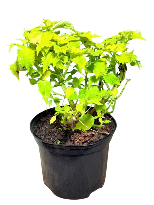 Plectranthus Scutellarioides "Coleus Wasabi" 17cmPot
