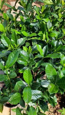 Gardenia Augusta "Gardenia Cape Jasmine" 15cmPot