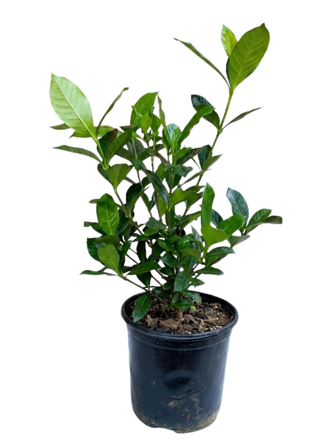 Gardenia Augusta "Gardenia Cape Jasmine" 15cmPot