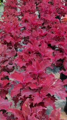 Coleus "Red Baron" 17cm