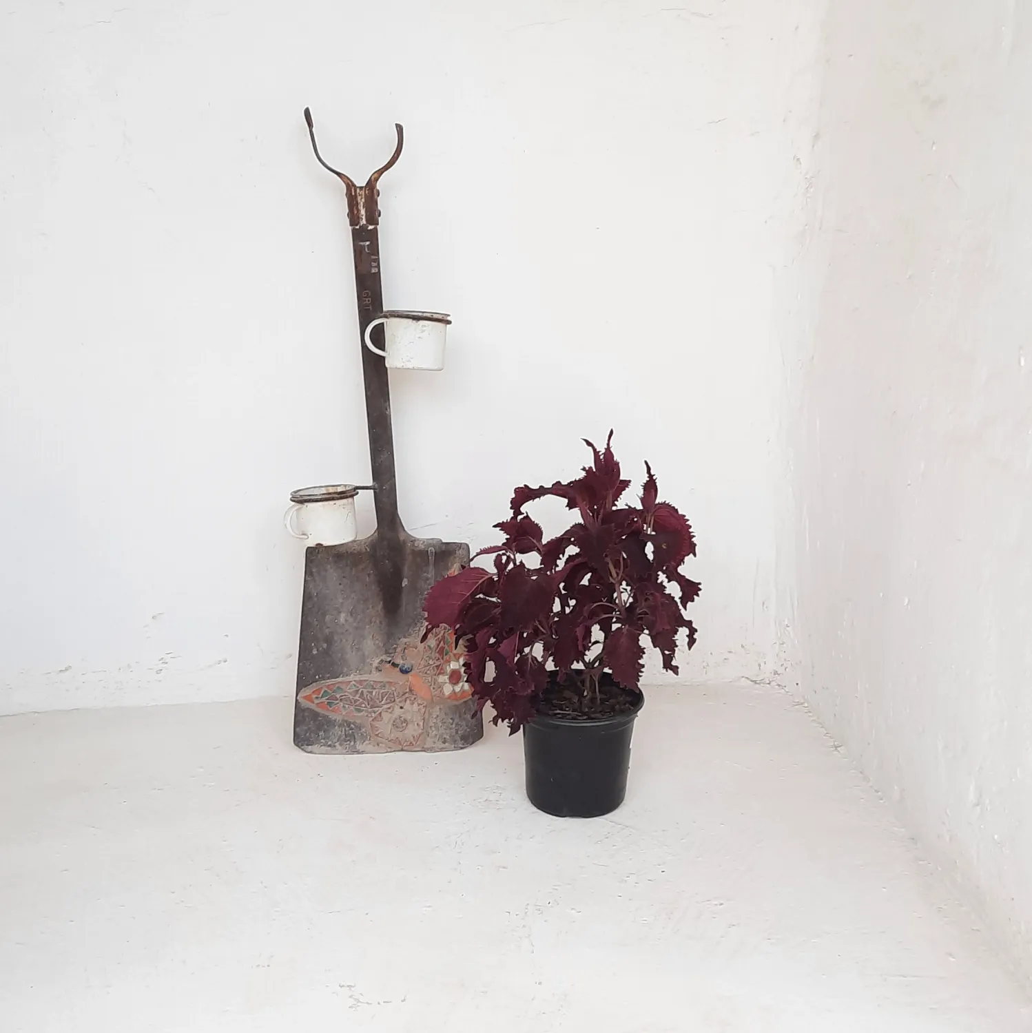 Coleus "Red Baron" 17cm