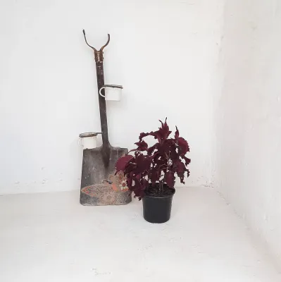 Coleus "Red Baron" 17cm