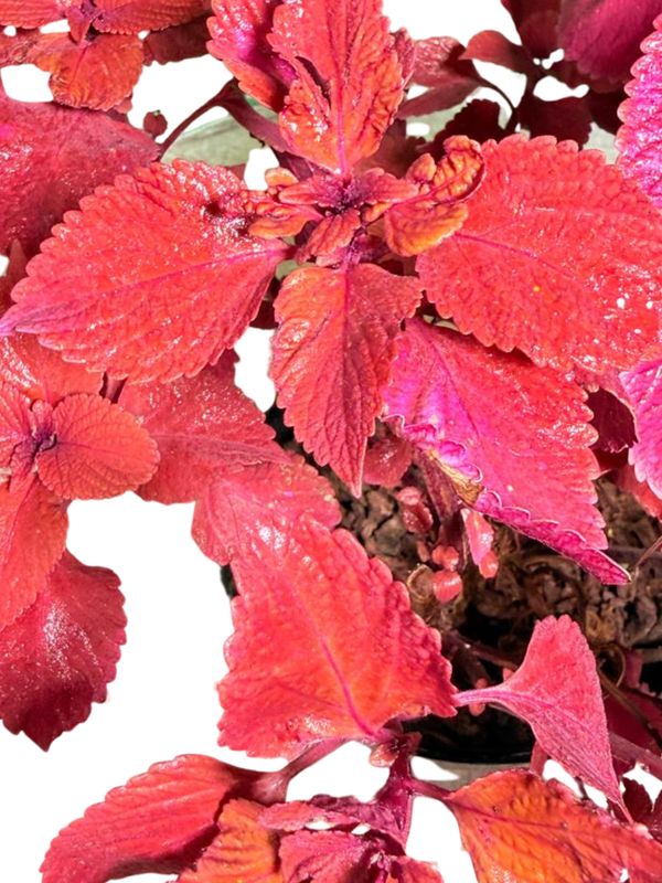 Plectranthus Scutellarioides "Coleus Red Baron" 17cmPot