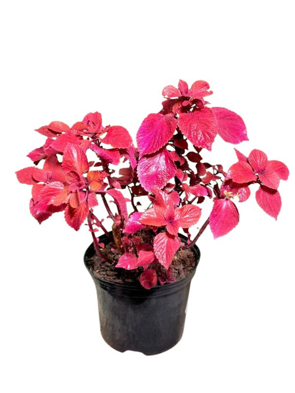 Plectranthus Scutellarioides "Coleus Red Baron" 17cmPot