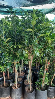 Gardenia Jasminoides "Cape Jasmine" Standard 10Liter
