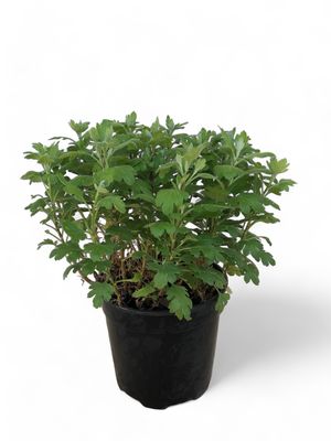Chrysanthemum x Morifolium "Garden Mums" Mixed Colours 19cm