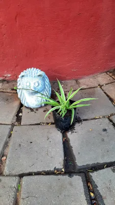 Chlorophytum Comosum "Hen en Kuiken" 2Liter