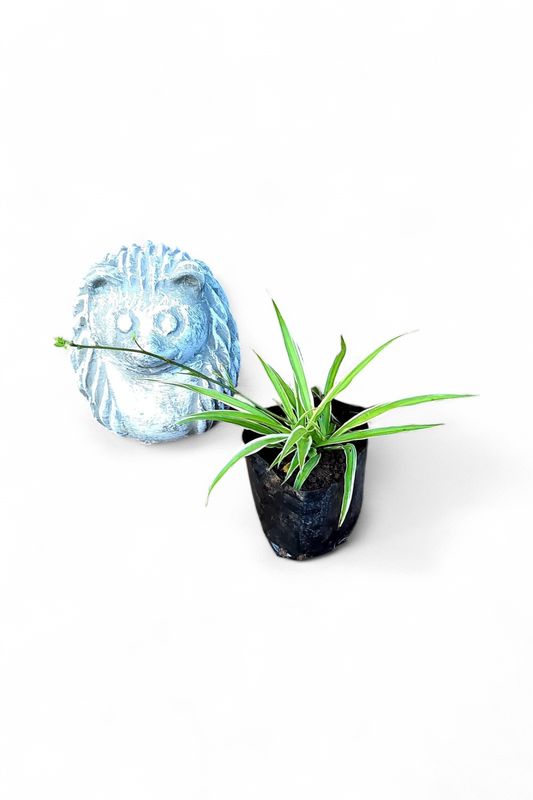 Chlorophytum Comosum "Hen en Kuiken" 2Liter