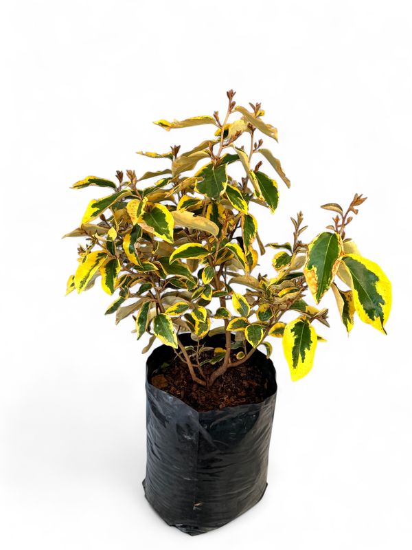 Eleagnus Ebbingei "Gilt Edge" 10Liter