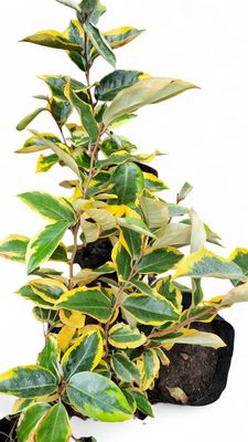 Eleagnus Ebbingei "Gilt Edge" 10Liter