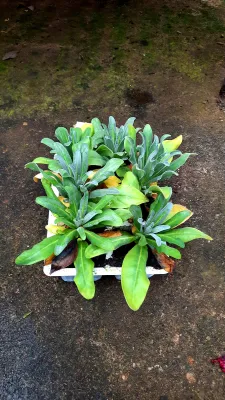 Stocks Dwarf Mix Seedlings 6 Pack