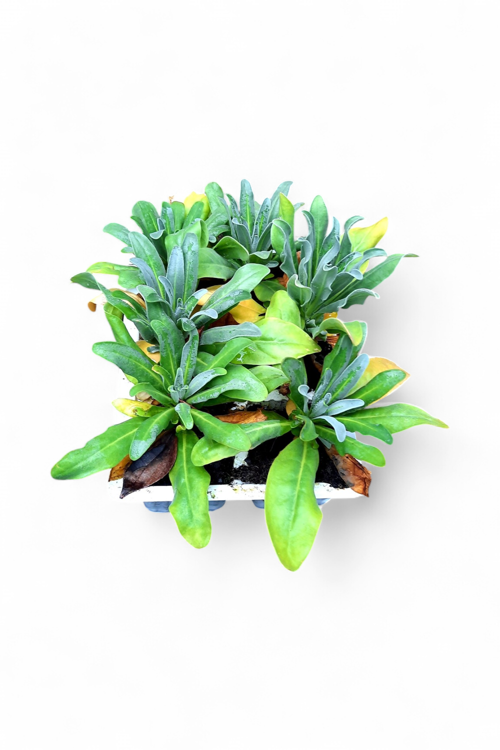 Stocks Dwarf Mix Seedlings 6 Pack