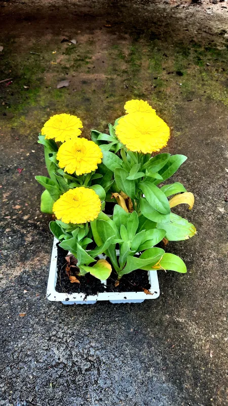 Calendula Mix Seedlings 6 Pack