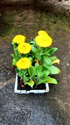 Calendula Mix Seedlings 6 Pack