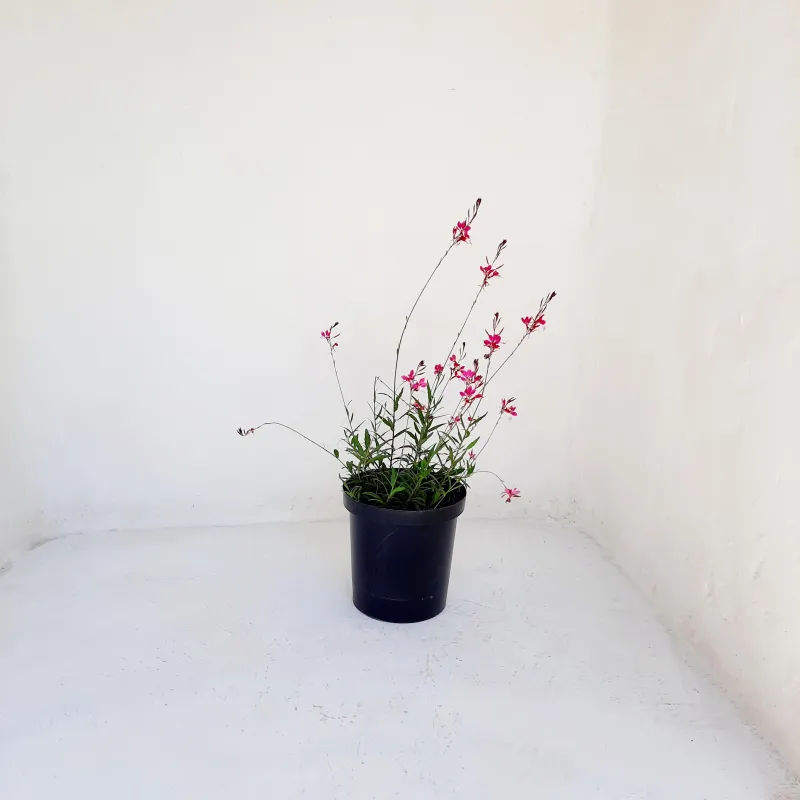 25cm Liner Black