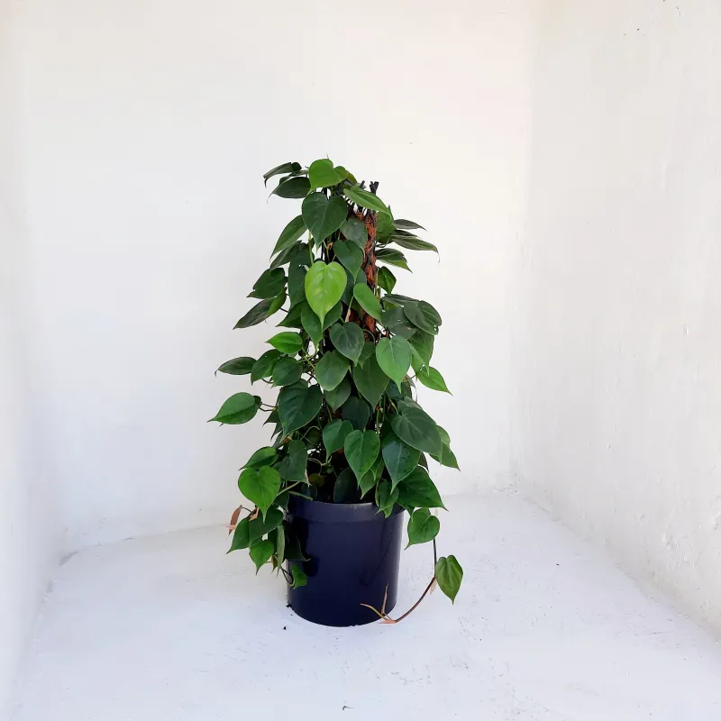 32cm Liner Black