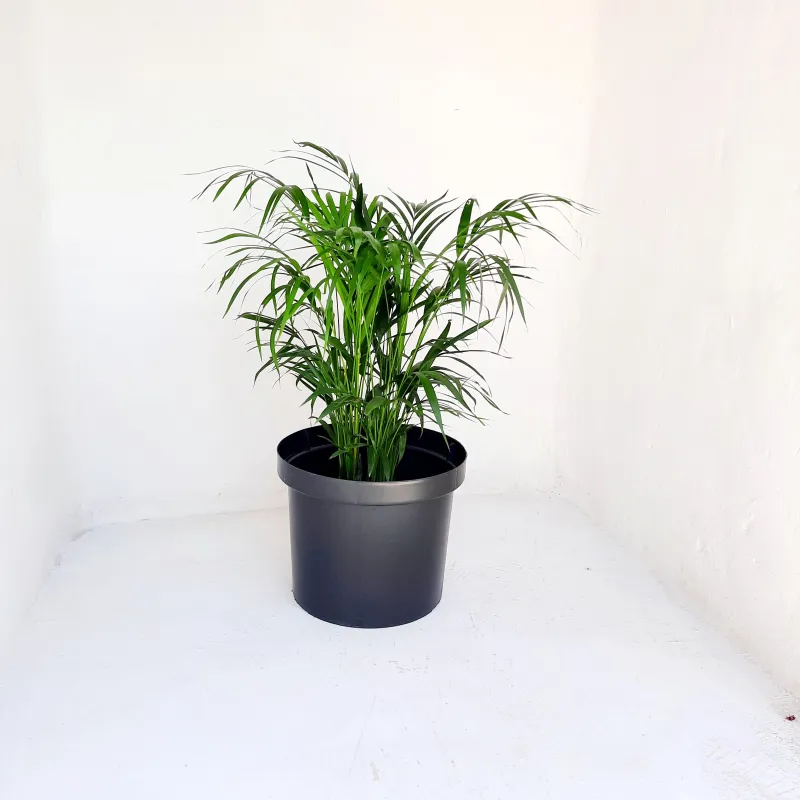 40cm Liner Black