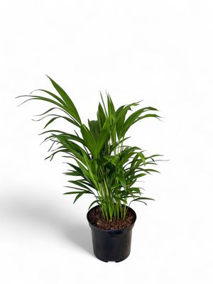 Chamaedorea Seifrizii "Bamboo Palm" 19cmPot