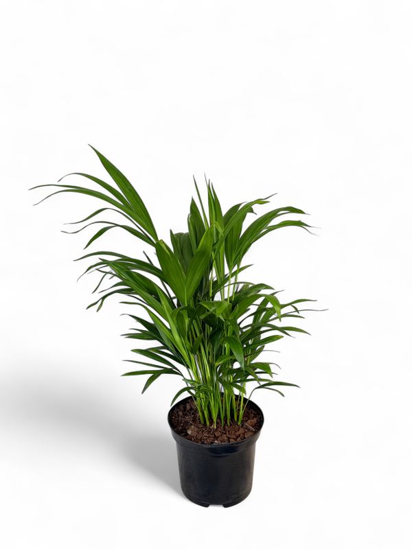 Chamaedorea Seifrizii "Bamboo Palm" 19cmPot