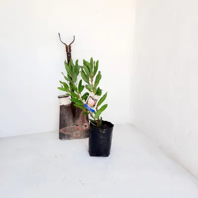 Protea "Susara" 5Liter