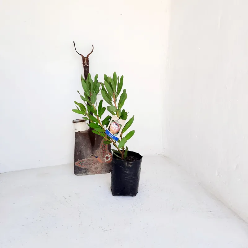 Protea "Susara" 5Liter