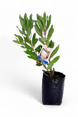 Protea "Susara" 5Liter